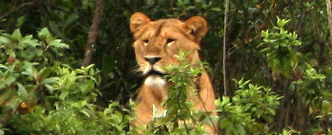 A lioness in the montane rainforest canopy that also shelters wild Coffea arabica.
