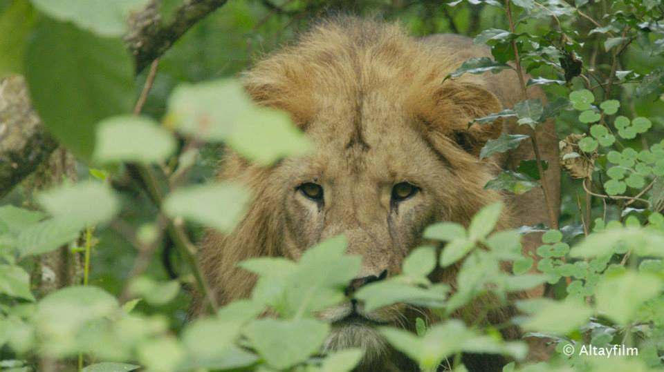 Forest-dwelling lion, Kaffa Biosphere Reserve