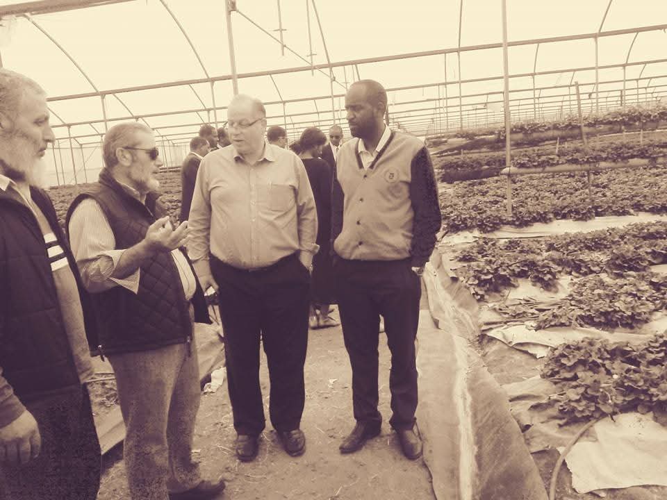 Abdulmuen Mohamed during a greenhouse site visit, in discussion with growers among cultivated crop rows.