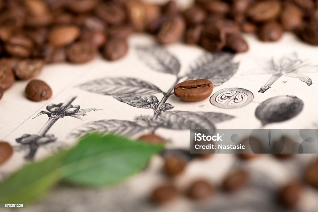 Coffea Arabica, Drawn From Memory